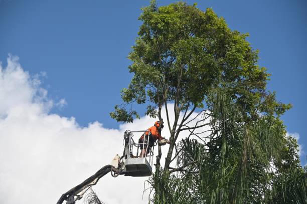 How Our Tree Care Process Works  in  Oak Grove Heights, AR