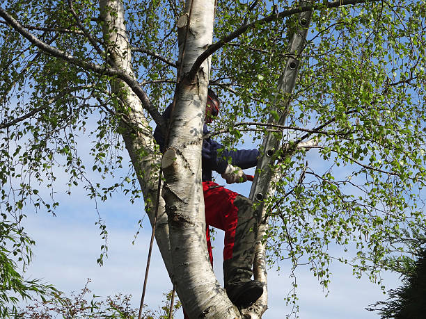 Professional Tree Removal Services in Oak Grove Heights, AR